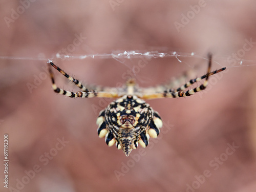 Large tiger spider on its own web with a prey. Argiope lobata photo