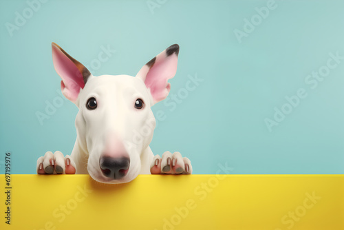Creative animal concept. Bull Terrier dog puppy peeking over pastel bright background. advertisement, banner, card. copy text space. birthday party invite invitation	
