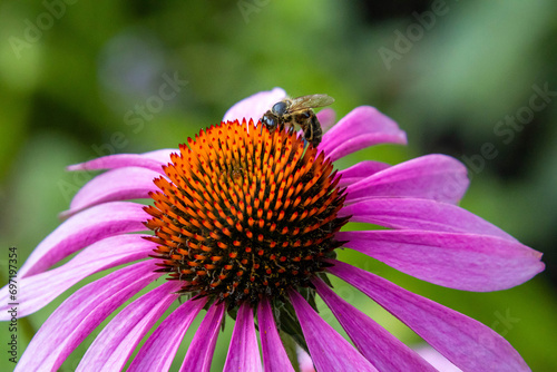 Macro of a bee on a pink coneflower blossom. save the bees environmental protection concept