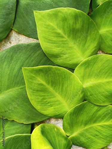 Vertical closeup of overlapping bright green leaves flat against a wall