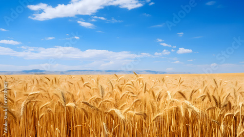Un champ de blé sous un grand soleil d'été.  photo