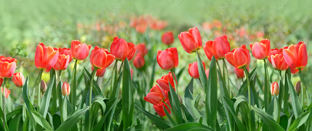 Spring floral nature background. Beautiful red tulips flowers in garden. spring season image. Blossoming landscape. template for design. banner Spring floral nature background. Beautiful red tulips flowers in garden. spring season image. Blossoming landscape. template for design. banner
