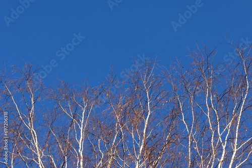 Bright blue winter sky. Bare white birch branches. Postcard