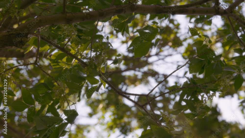 Leaves of a tree blowing in a wind at sunset. Slow motion. Leaves of a tree blowing in a wind at sunset. Slow motion.
