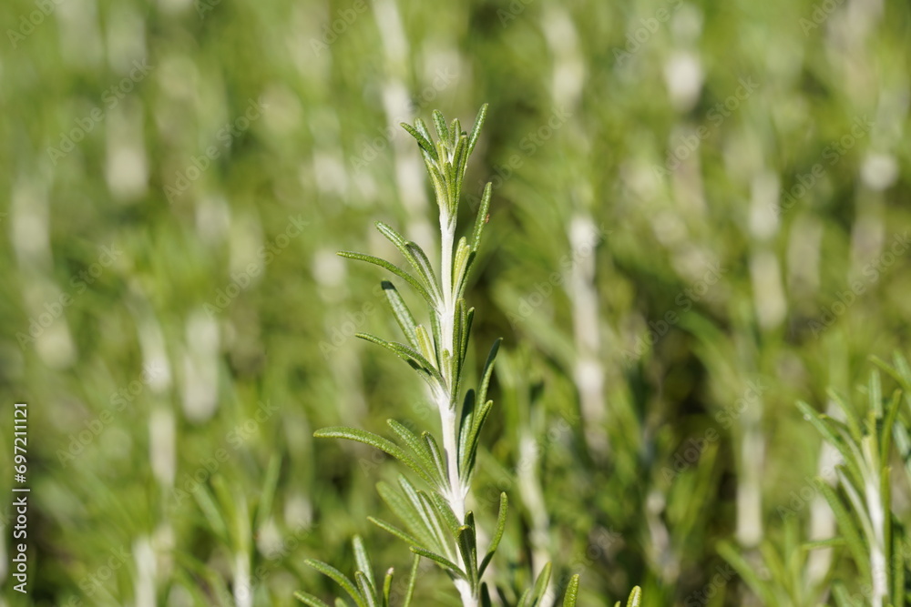 Fresh rosemary herb grows in the garden, rosemary plant in pot in the natural herb farm nursery plant garden Fresh rosemary herb grows in the garden, rosemary plant in pot in the natural herb farm nursery plant garden