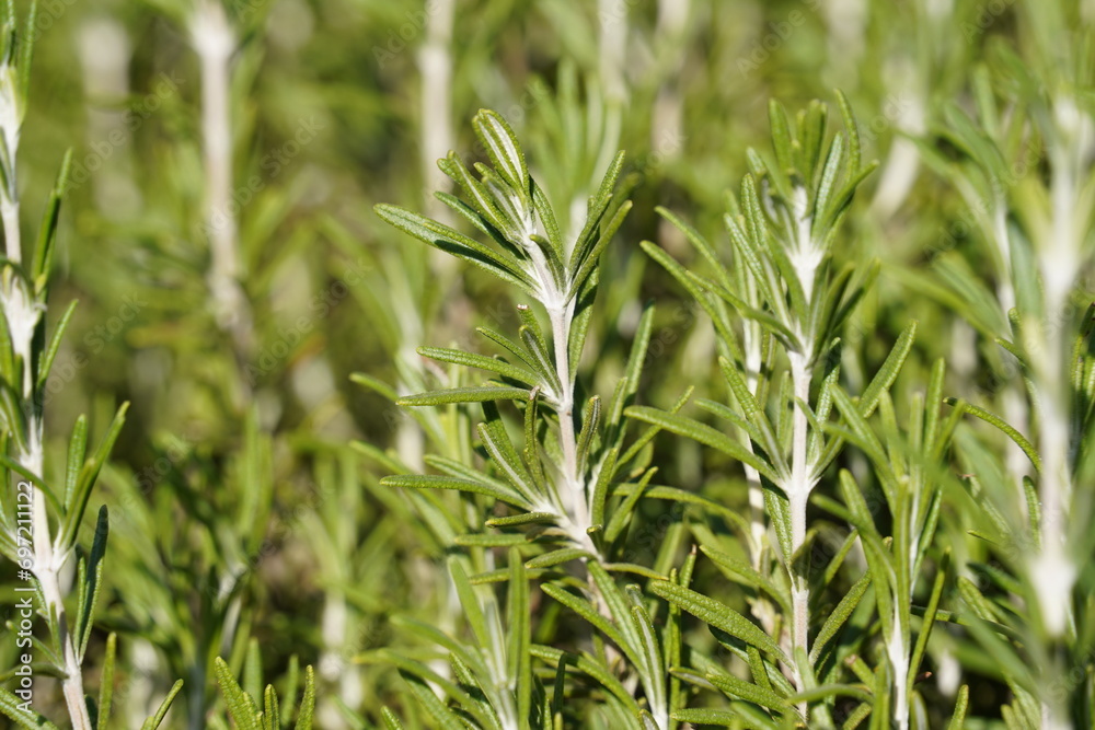 Fresh rosemary herb grows in the garden, rosemary plant in pot in the natural herb farm nursery plant garden Fresh rosemary herb grows in the garden, rosemary plant in pot in the natural herb farm nursery plant garden