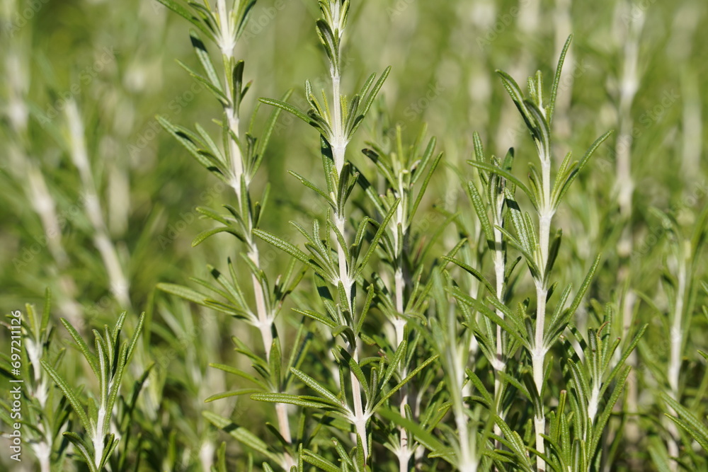 Obraz premium Fresh rosemary herb grows in the garden, rosemary plant in pot in the natural herb farm nursery plant garden