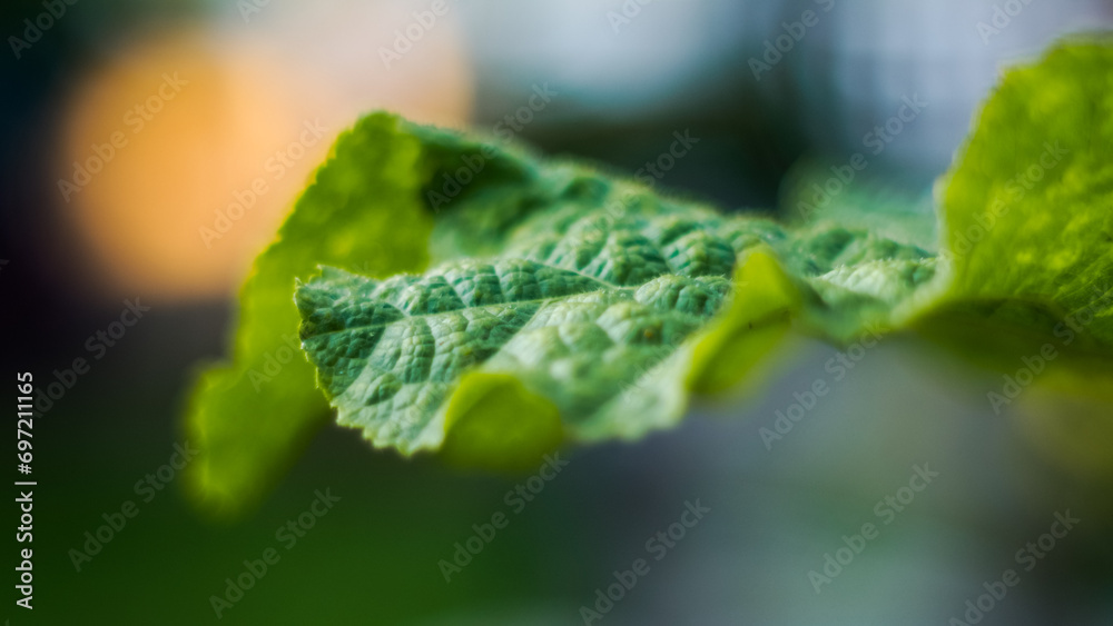 Macro de fleurs et de feuilles, dans un jardin, pendant le crépuscule Macro de fleurs et de feuilles, dans un jardin, pendant le crépuscule