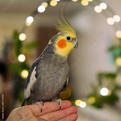 animal, animals, australian, aviary, background, beautiful, bird watching, birds, birdwatching, bokeh background, bokeh lights, budgie, caged birds, chicken, cockatiel isolated, cockatiel pet, cockati