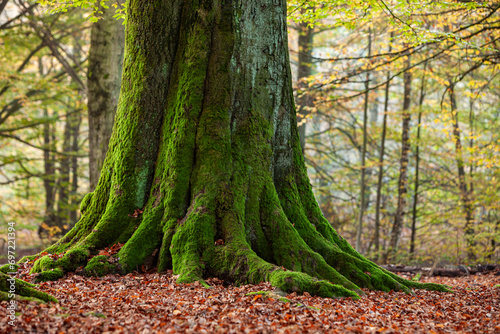 Old trees in the Reinhardswald forest in Germany