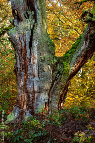 Old trees in the Reinhardswald forest in Germany