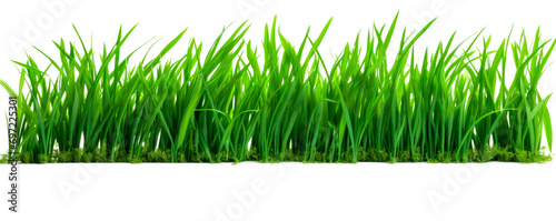 Green grass isolated on transparent background. AI generated.