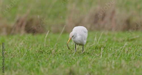 Cattle egret eating an earthworm photo