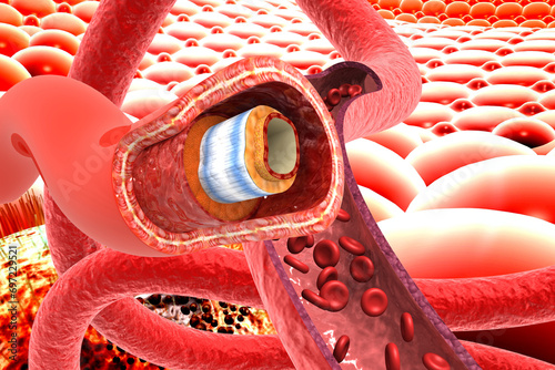 Human veins cross section. 3d illustration. photo