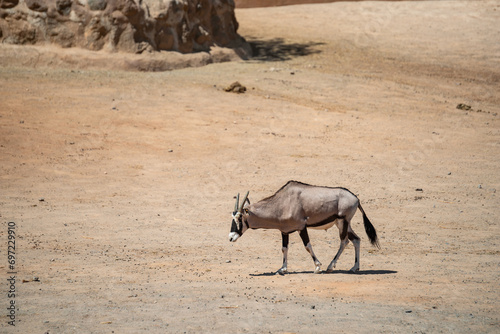 A lone Gemsbok (Oryx Gazella) walking in the desert on a sunny summer day. Fuerteventura Island, Spain.