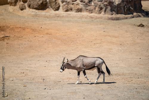A lone Gemsbok (Oryx Gazella) walking in the desert on a sunny summer day. Fuerteventura Island, Spain.