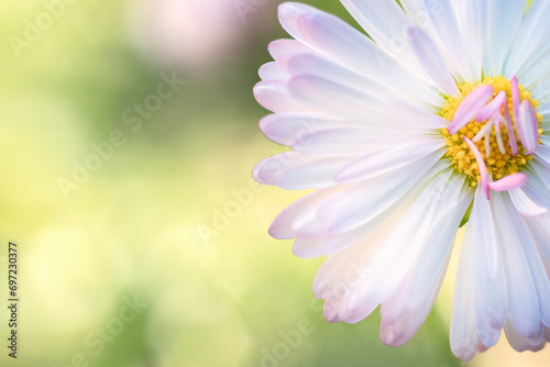 Close-up of a chamomile flower. Spring, summer background. Meadow Flower