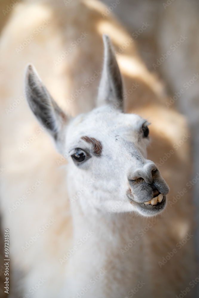 Obraz premium Close up portrait of a funny llama (Lama glama) on a sunny summer day. Fuerteventura, Canary Islands, Spain.
