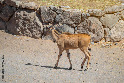 A lone giant eland (Taurotragus derbianus) walking in the desert on a sunny summer day. Fuerteventura Island, Spain. photo