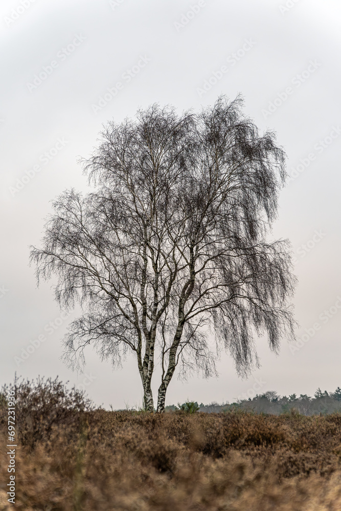 A lonely birch tree in the early morning on the heath of Westerheide A lonely birch tree in the early morning on the heath of Westerheide