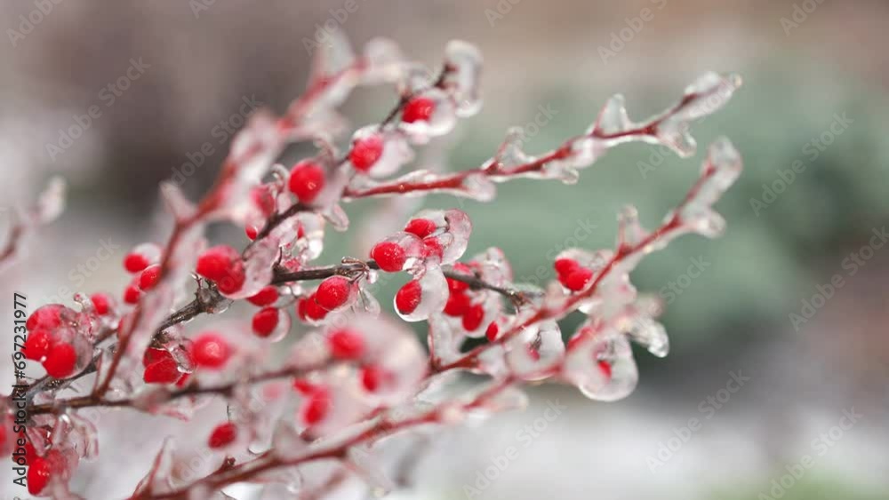 Bushes with red fruits in ice. Bushes with red fruits in ice.