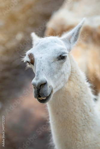 Close up portrait of a funny llama (Lama glama) on a sunny summer day. Fuerteventura, Canary Islands, Spain. © Aimur