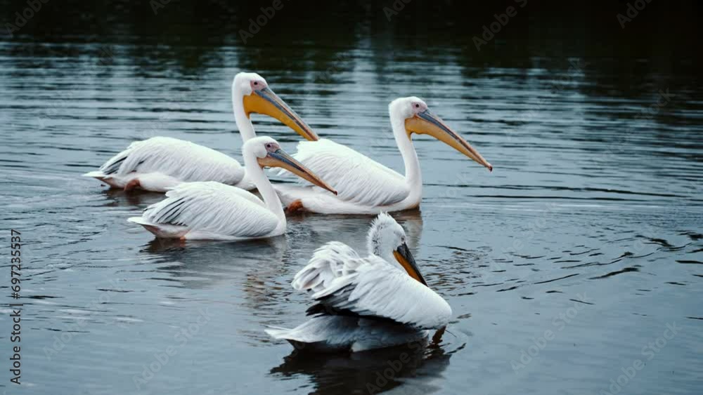 A group of pelicans swim in a blue river. Pelican is a genus of waterfowl, the only one in the pelican family A group of pelicans swim in a blue river. Pelican is a genus of waterfowl, the only one in the pelican family