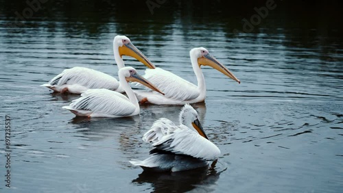 A group of pelicans swim in a blue river. Pelican is a genus of waterfowl, the only one in the pelican family
