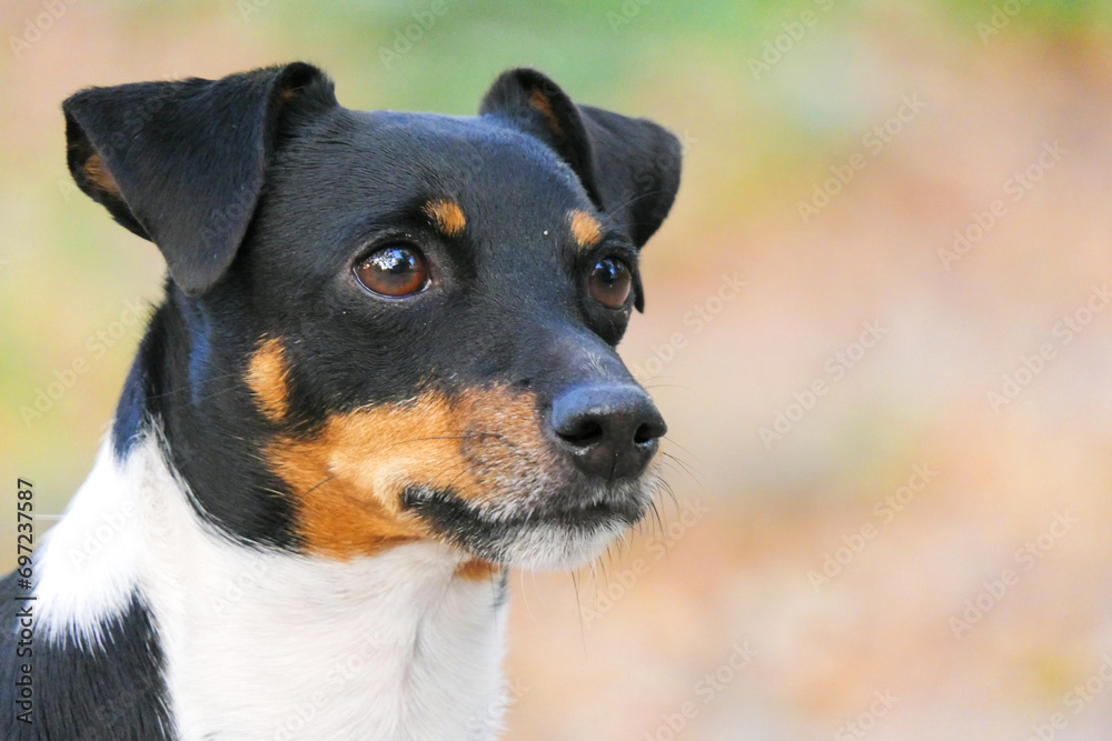 Portrait of a purebred dog Jack Russell Terrier Portrait of a purebred dog Jack Russell Terrier