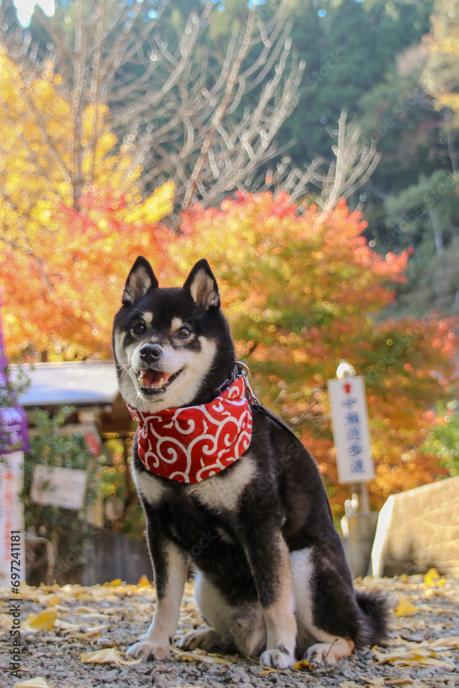 絵 題   犬と紅葉 Photography Poster 紅葉と犬 | Wall Art | Abposters.com