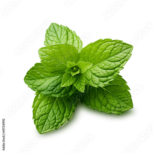 Fresh mint leaves on transparency , png