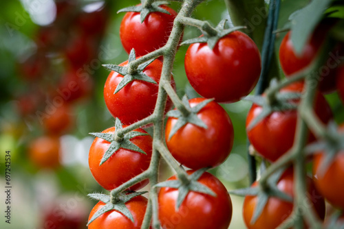 Beautiful red ripe cherry tomatoes