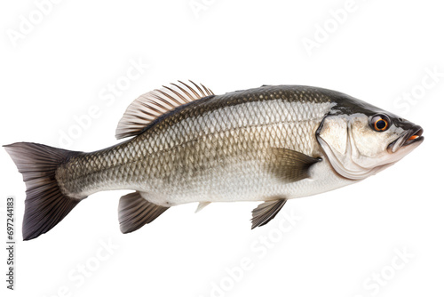 A Bass isolated on a white background