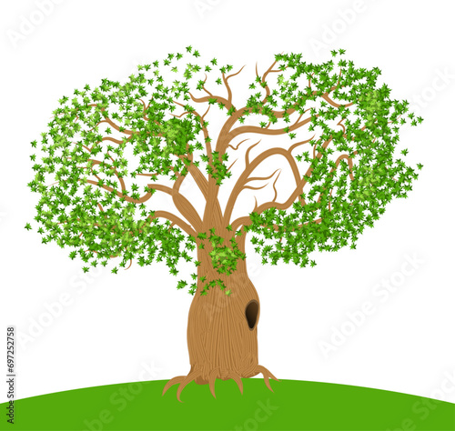 Old tree with a huge hole in its trunk. Vector illustration isolated on white background.