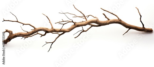 Single dead tree branch isolated on white background.