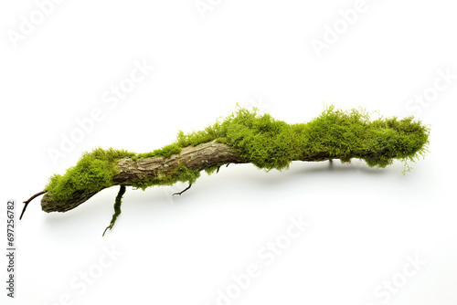 Green moss on small branch isolated on a white background