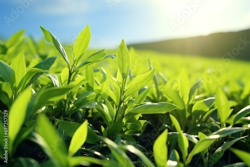 Green tea leaves in a tea plantation in morning