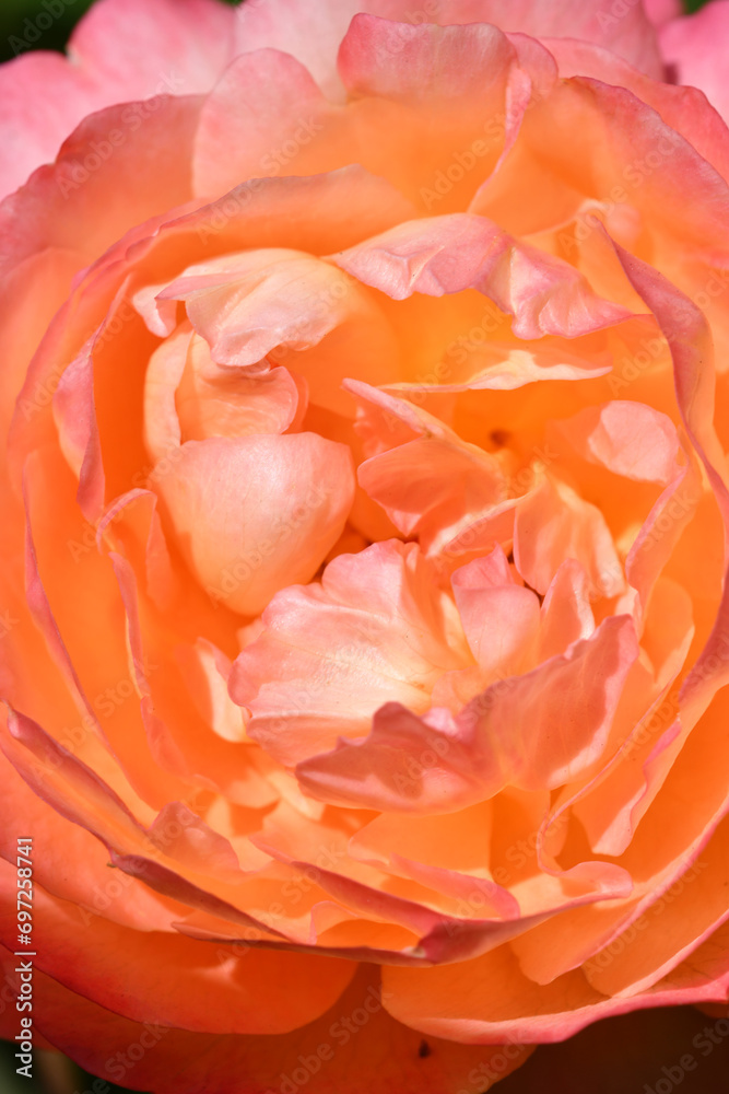 background of amazing intense bright double pink-apricot color rose blossoming in garden at sunny day. macro shot background of amazing intense bright double pink-apricot color rose blossoming in garden at sunny day. macro shot