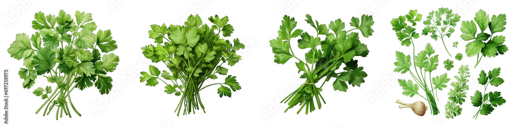 Cilantro Hyperrealistic Highly Detailed Isolated On Transparent Background Png File - obrazy, fototapety, plakaty 