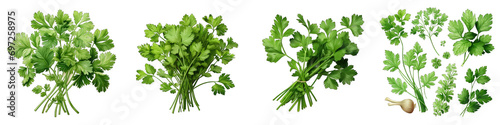 Cilantro Hyperrealistic Highly Detailed Isolated On Transparent Background Png File photo