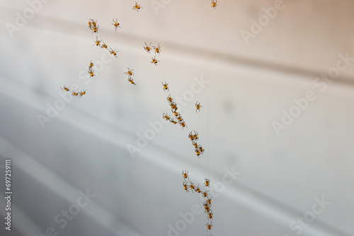 Hundreds of baby spiderlings hatch and crawl upwards