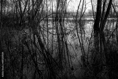 Branches of trees in the cold and flood forest in black and grey tone. Despair and hopeless concept