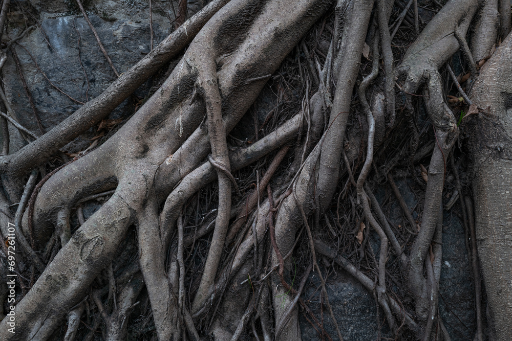 Roots of the tree growns on the stone wall