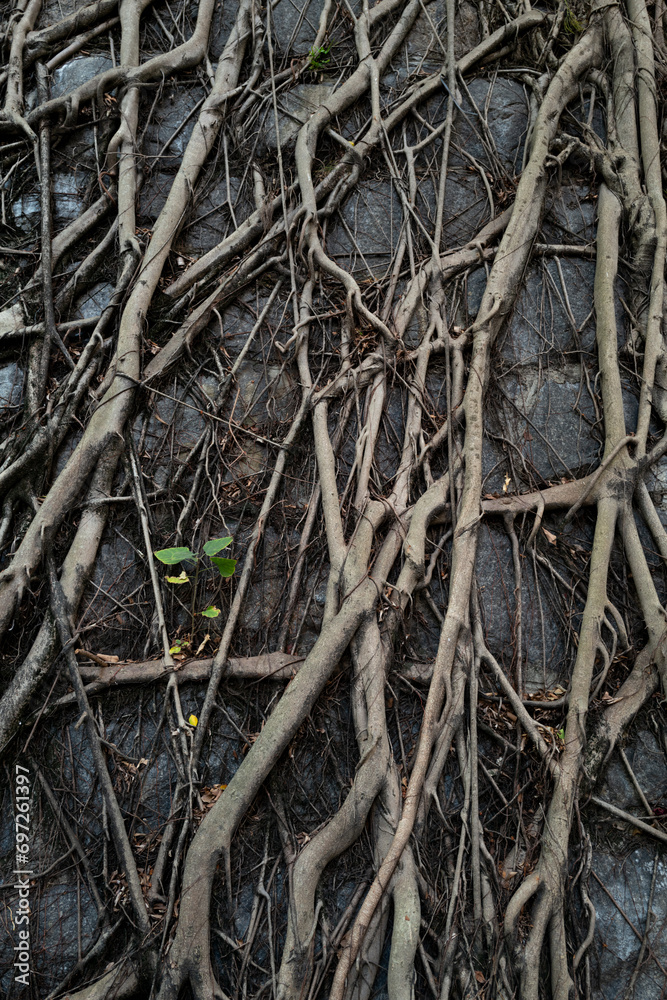 Roots of the tree growns on the stone wall