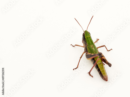 The meadow grasshopper. Green prairie grasshopper. Pseudochorthippus parallelus