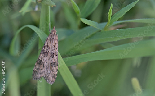 Nomophila noctuella, the rush veneer, is a species of moth of the family Crambidae, Crete photo