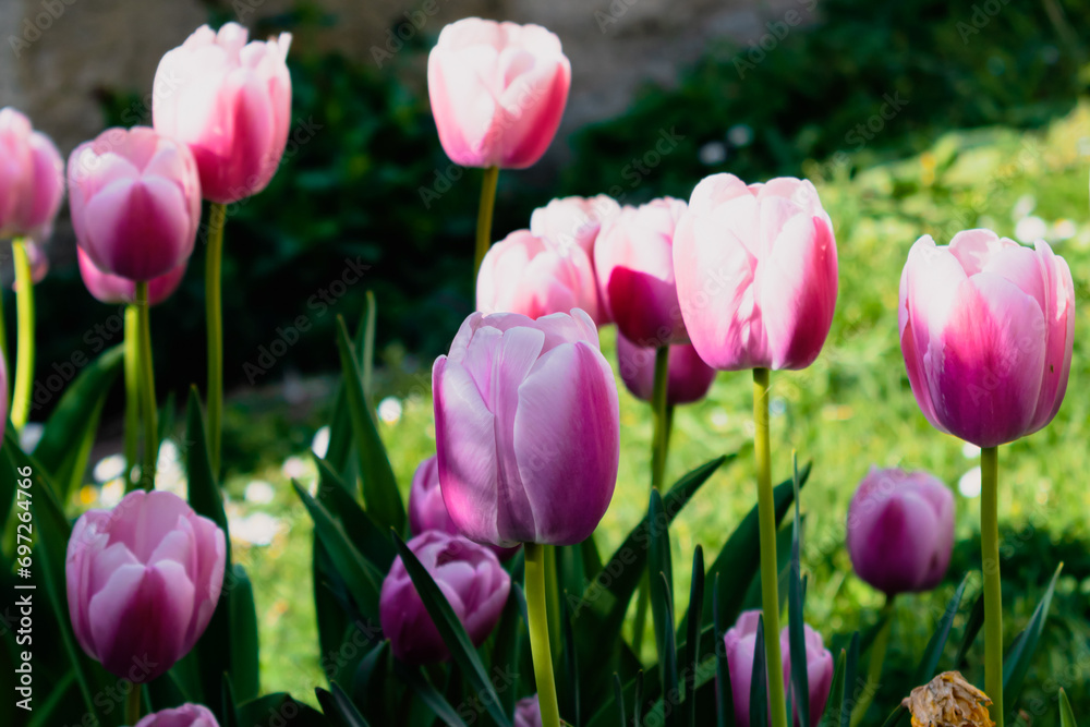 Obraz premium Pink tulips in the ground in a garden at springtime