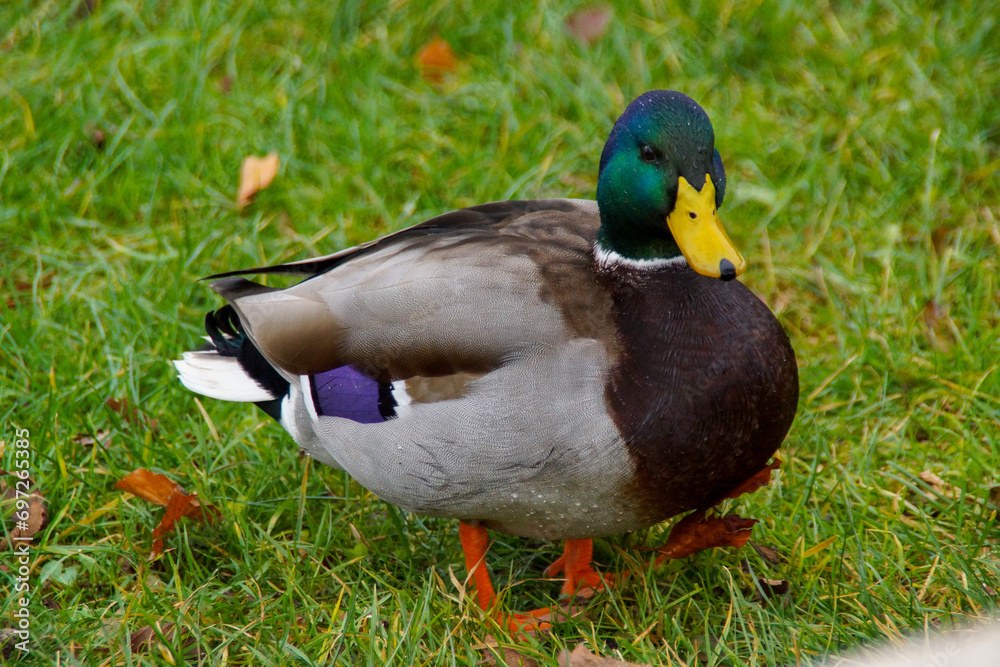 Fotos von Männlichen und Weiblichen Enten am Wörthersee Fotos von Männlichen und Weiblichen Enten am Wörthersee