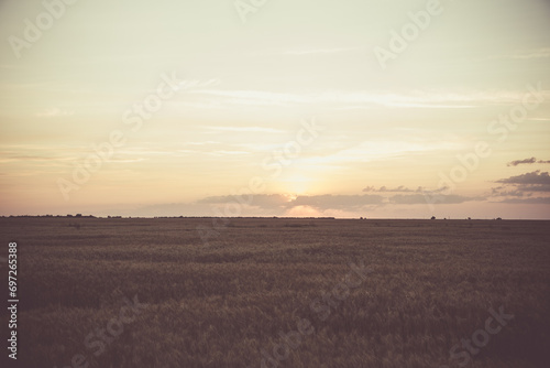 Large yellow field with wheat at sunset