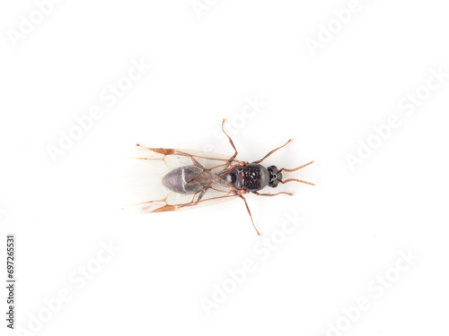 Acrobat ant with wings. Genus Crematogaster © Macronatura.es